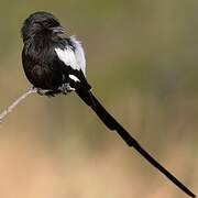 Magpie Shrike