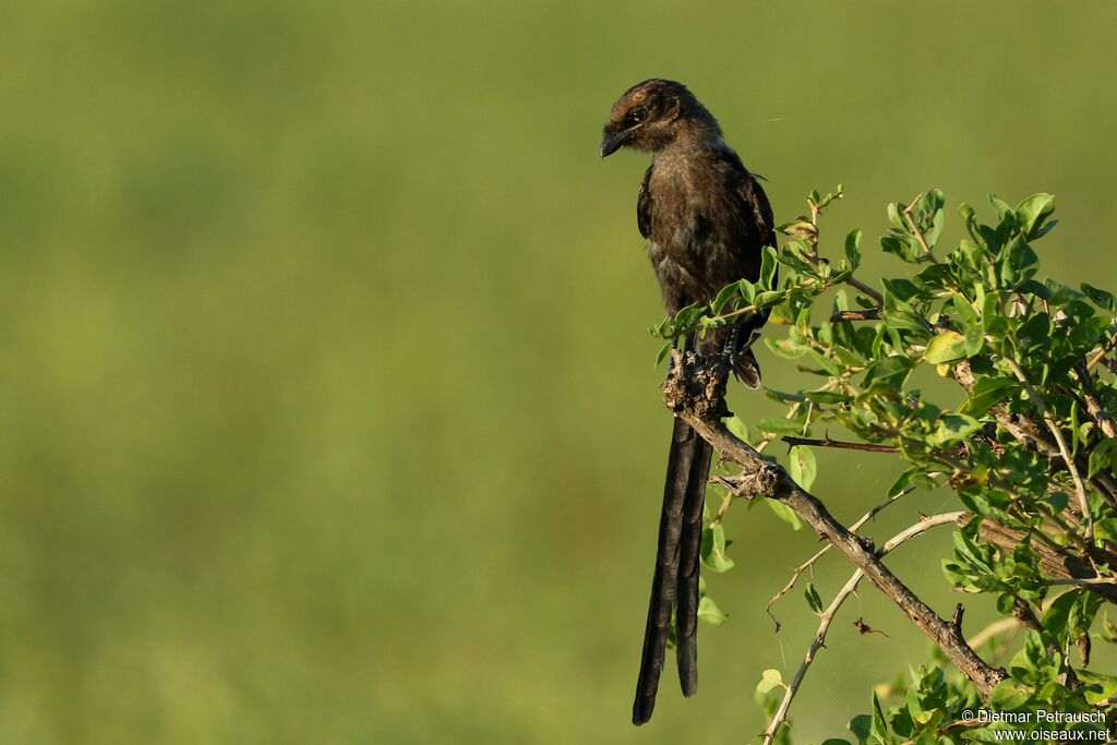 Magpie Shrikejuvenile