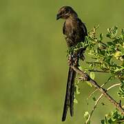 Magpie Shrike