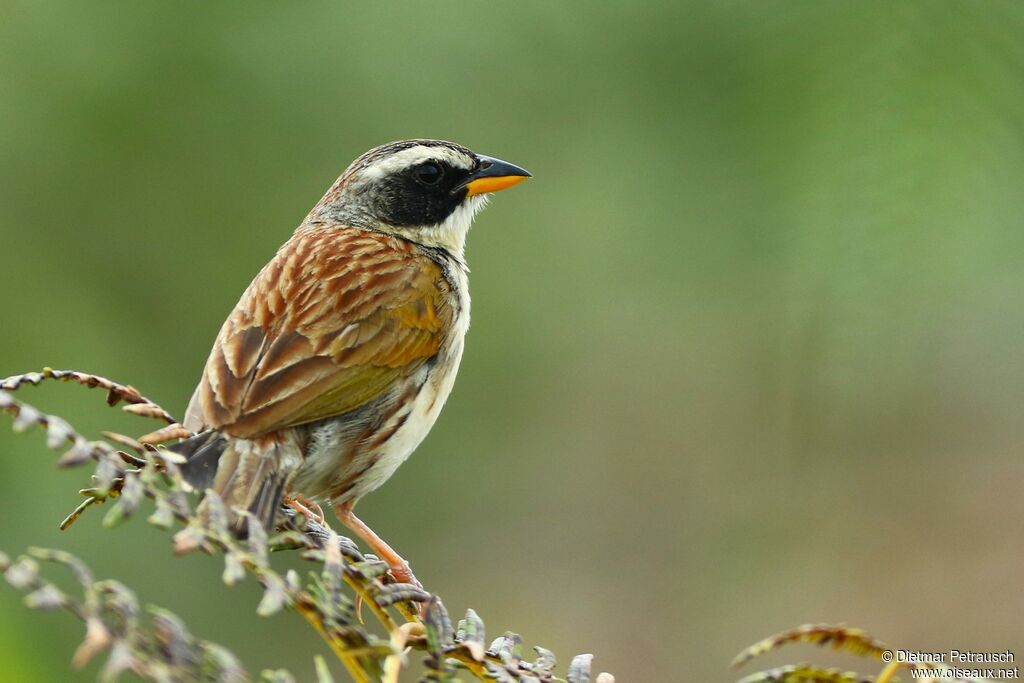 Coryphaspize à joues noires mâle adulte