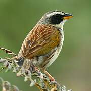 Black-masked Finch