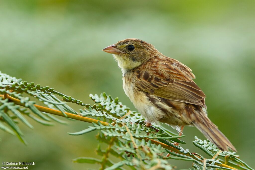 Black-masked Finch female adult