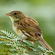 Black-masked Finch