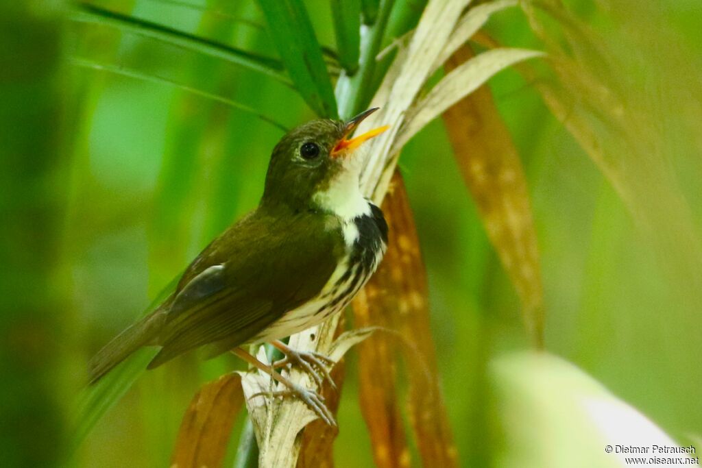 Southern Antpipitadult