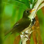 Southern Antpipit