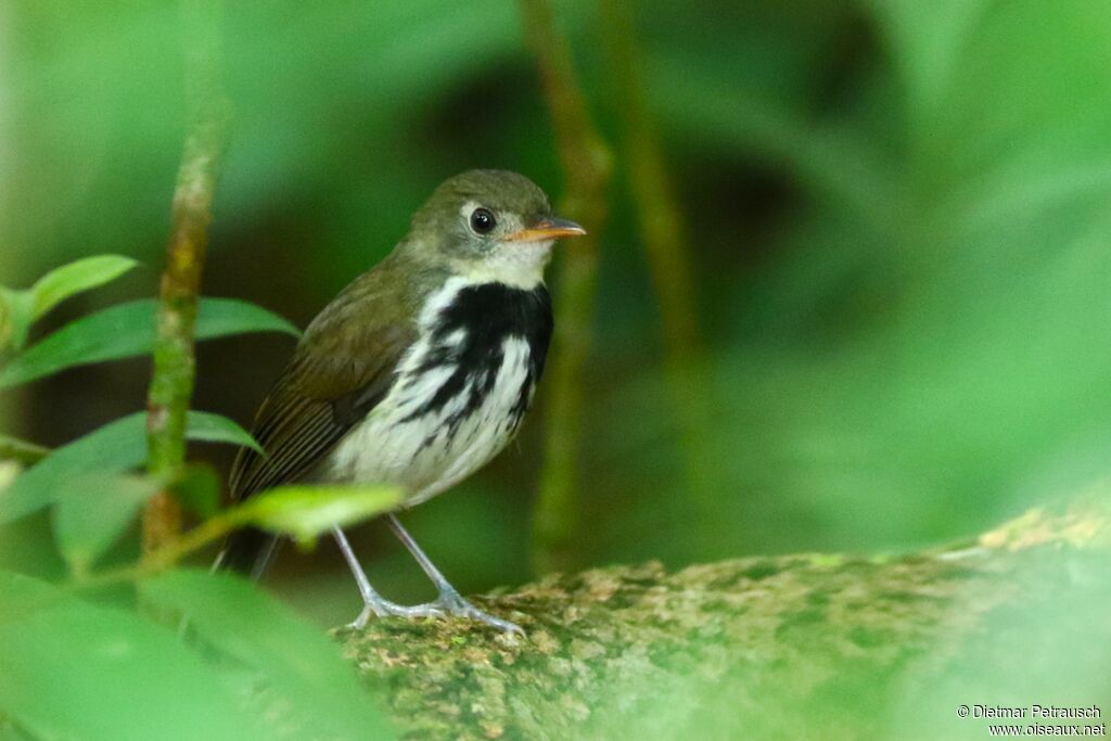 Southern Antpipitadult