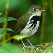 Southern Antpipit