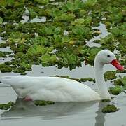 Coscoroba Swan