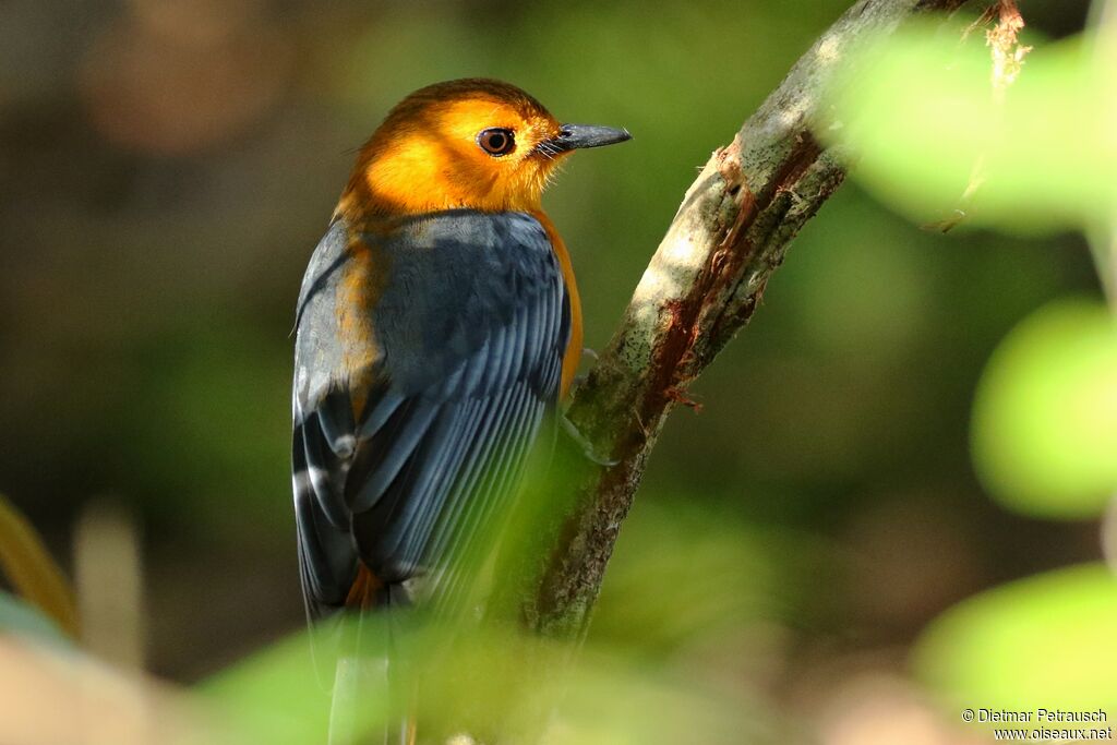 Red-capped Robin-Chatadult, identification