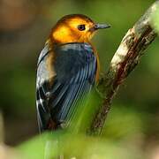 Red-capped Robin-Chat