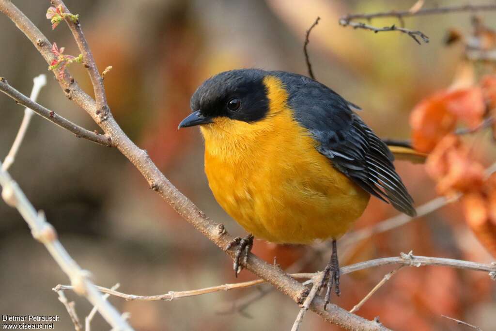 Chorister Robin-Chatadult, identification