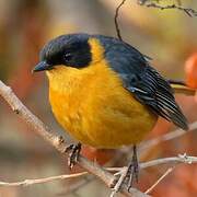 Chorister Robin-Chat