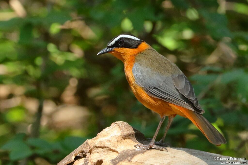 White-browed Robin-Chatadult