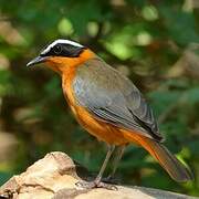 White-browed Robin-Chat