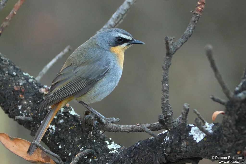 Cape Robin-Chatadult