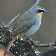 Cape Robin-Chat