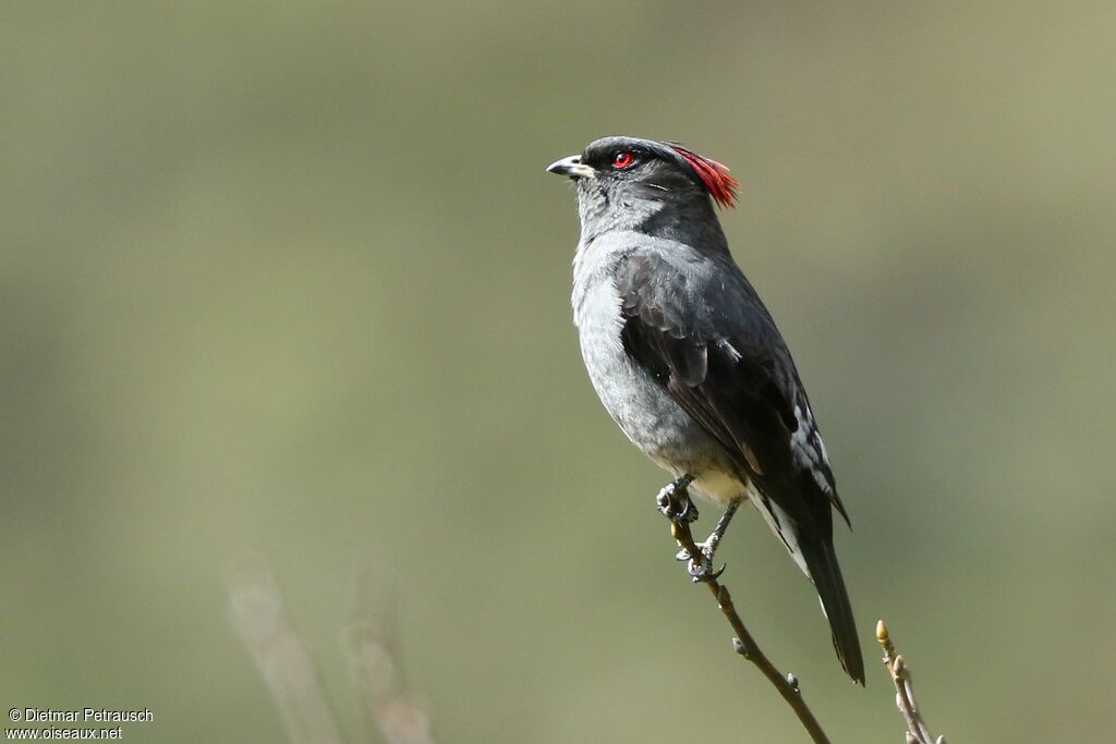 Cotinga à huppe rougeadulte