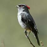 Cotinga à huppe rouge