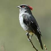 Red-crested Cotinga