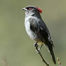 Cotinga à huppe rouge