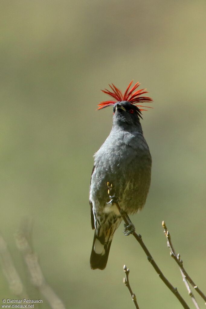 Cotinga à huppe rougeadulte