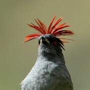 Red-crested Cotinga