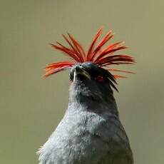 Cotinga à huppe rouge