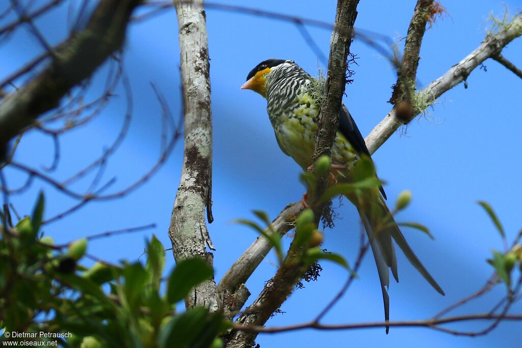 Cotinga à queue fourchue mâle adulte