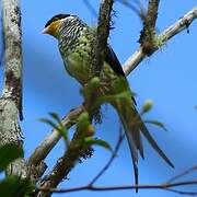 Swallow-tailed Cotinga