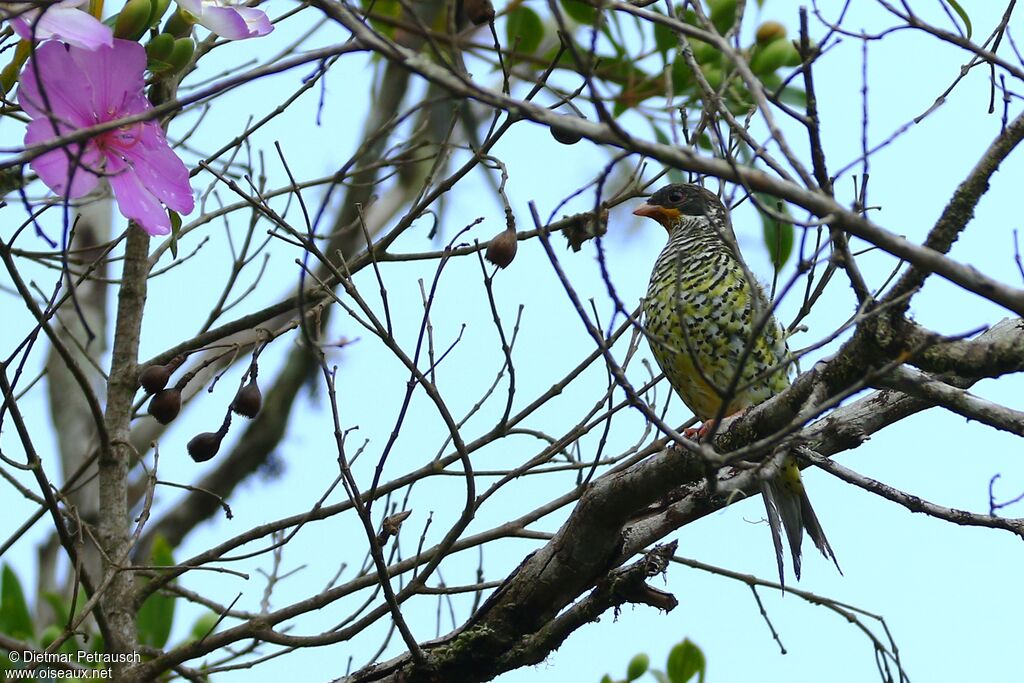 Cotinga à queue fourchue femelle adulte