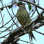 Cotinga à queue fourchue