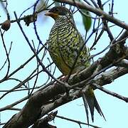 Swallow-tailed Cotinga