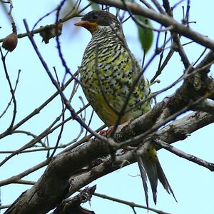 Cotinga à queue fourchue