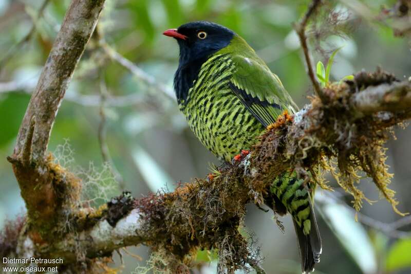 Barred Fruiteater male adult, identification