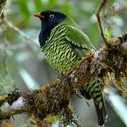 Barred Fruiteater