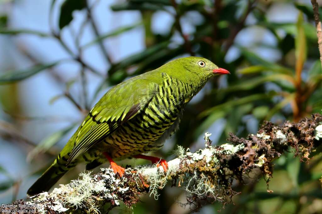 Barred Fruiteater female adult, identification