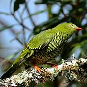 Cotinga barré