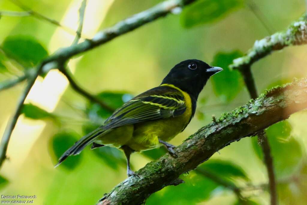 Cotinga coqueluchonadulte, identification