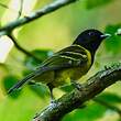 Cotinga coqueluchon