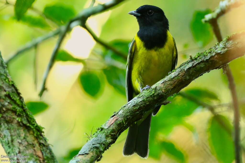 Cotinga coqueluchonadulte