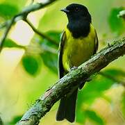 Cotinga coqueluchon