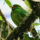 Cotinga jucunda