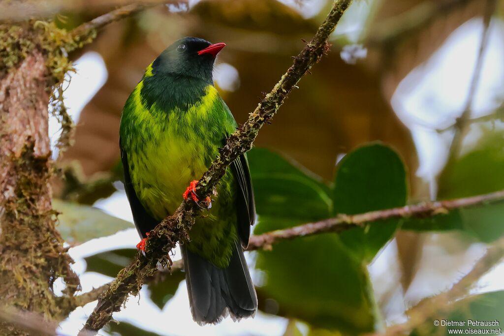 Cotinga vert et noir