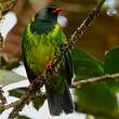 Cotinga vert et noir