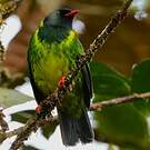 Cotinga vert et noir