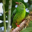 Cotinga vert et noir
