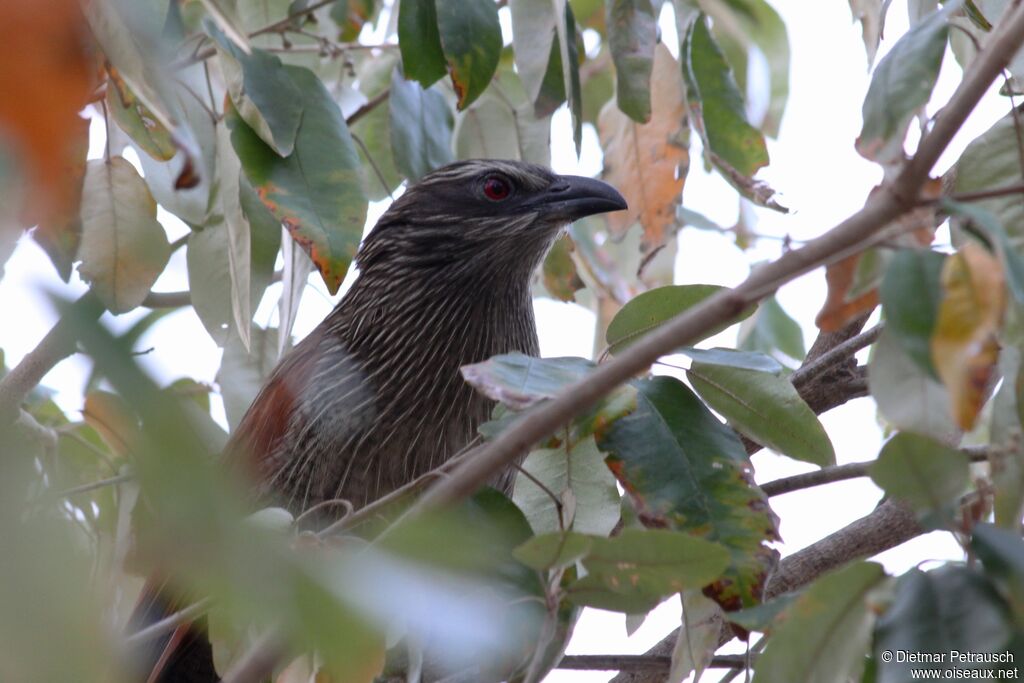 Coucal à sourcils blancsadulte