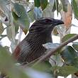 Coucal à sourcils blancs