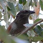 Coucal à sourcils blancs