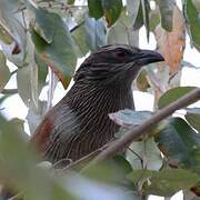 White-browed Coucal